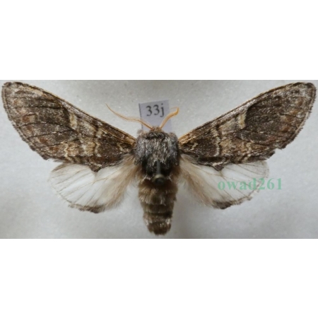 Notodonta tritophus (Denis & Schiffermüller, 1775) male Garbatka miesięcznica Czech33j